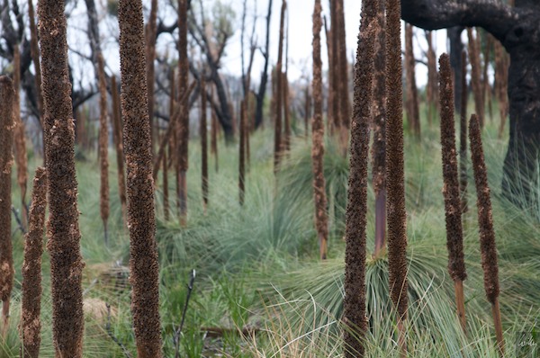 AustraliaEast 10  118-1